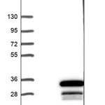 Merck Anti-RAB28 antibody produced in rabbit