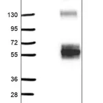 Merck Anti-HS6ST1 antibody produced in rabbit