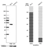 Merck Anti-SHARPIN antibody produced in rabbit