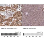 Merck Anti-MRPL15 antibody produced in rabbit