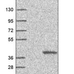 Merck Anti-SLC25A16 antibody produced in rabbit