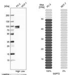 Merck Anti-GSPT2 antibody produced in rabbit