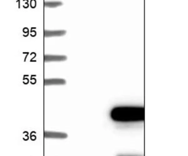 Merck Anti-SGTB antibody produced in rabbit