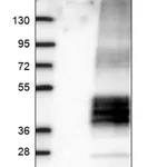 Merck Anti-GALR2 antibody produced in rabbit