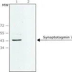 Merck Anti-Synaptotagmin 7 (C-terminal) antibody produced in rabbit