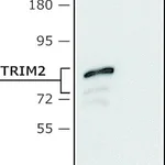 Merck Anti-TRIM2 (C-terminal region) antibody produced in rabbit