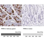 Merck Anti-PRR4 antibody produced in rabbit