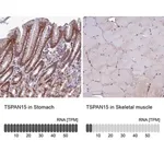 Merck Anti-TSPAN15 antibody produced in rabbit