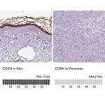 Merck Anti-CDSN antibody produced in rabbit