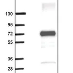Merck Anti-NOXA1 antibody produced in rabbit