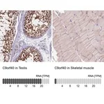 Merck Anti-C9orf40 antibody produced in rabbit