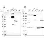 Merck Anti-REXO1 antibody produced in rabbit