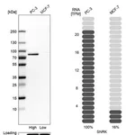 Merck Anti-SNRK antibody produced in rabbit
