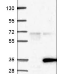 Merck Anti-COMTD1 antibody produced in rabbit