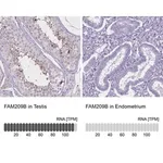 Merck Anti-FAM209B antibody produced in rabbit