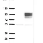 Merck Anti-RPUSD2 antibody produced in rabbit