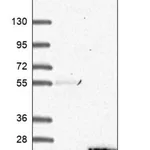 Merck Anti-SFT2D2 antibody produced in rabbit