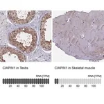 Merck Anti-CIAPIN1 antibody produced in rabbit
