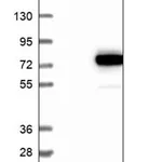 Merck Anti-FEM1B antibody produced in rabbit