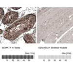 Merck Anti-SEMA7A antibody produced in rabbit
