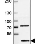 Merck Anti-B4GALT7 antibody produced in rabbit