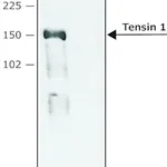 Merck Anti-Tensin 1 (C-terminal region) antibody produced in rabbit
