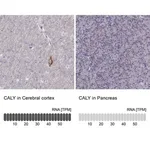 Merck Anti-CALY antibody produced in rabbit