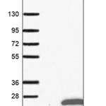 Merck Anti-TMEM138 antibody produced in rabbit