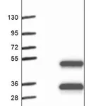 Merck Anti-STOML1 antibody produced in rabbit