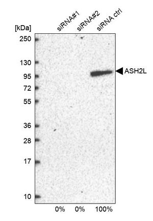 Merck Anti-ASH2L antibody produced in rabbit
