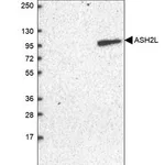 Merck Anti-ASH2L antibody produced in rabbit