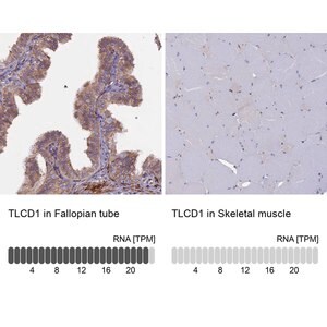 Merck Anti-TLCD1 antibody produced in rabbit