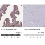 Merck Anti-TLCD1 antibody produced in rabbit
