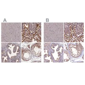Merck Anti-TMC5 antibody produced in rabbit