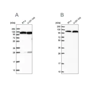 Merck Anti-AARS antibody produced in rabbit