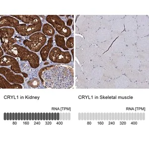 Merck Anti-CRYL1 antibody produced in rabbit