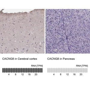 Merck Anti-CACNG8 antibody produced in rabbit