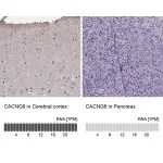 Merck Anti-CACNG8 antibody produced in rabbit