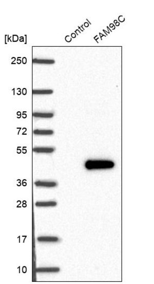 Merck Anti-FAM98C antibody produced in rabbit