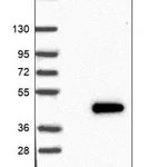 Merck Anti-FAM98C antibody produced in rabbit