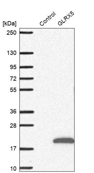 Merck Anti-GLRX5 antibody produced in rabbit