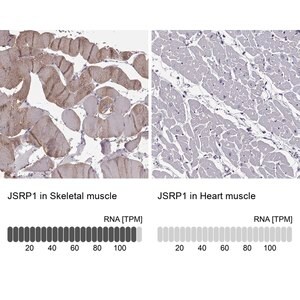 Merck Anti-JSRP1 antibody produced in rabbit