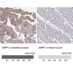 Merck Anti-JSRP1 antibody produced in rabbit