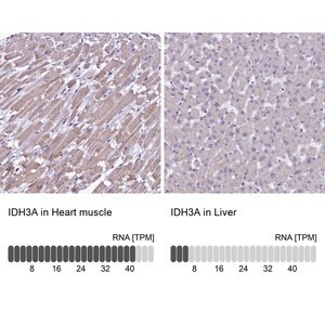 Merck Anti-IDH3A antibody produced in rabbit