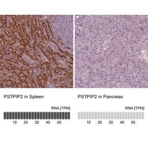 Merck Anti-PSTPIP2 antibody produced in rabbit