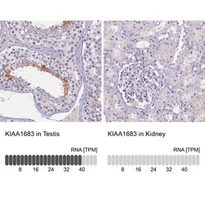 Merck Anti-KIAA1683 antibody produced in rabbit