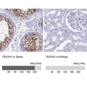 Merck Anti-TEX101 antibody produced in rabbit