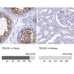 Merck Anti-TEX101 antibody produced in rabbit