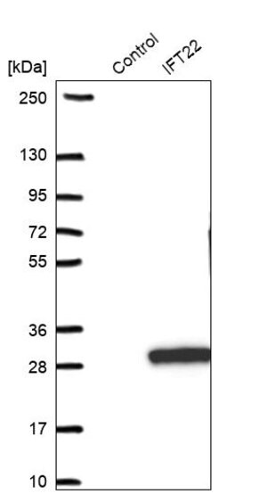Merck Anti-IFT22 antibody produced in rabbit