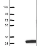 Merck Anti-IFT22 antibody produced in rabbit